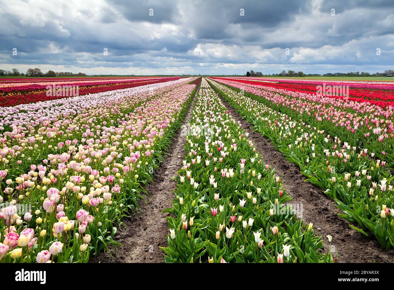 Reihen von bunten Tulpen in Holland Stockfoto