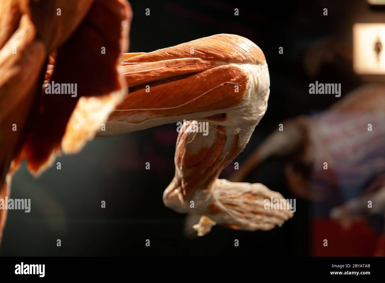 BODY WORLDS Amsterdam ist Teil einer Reihe von bedeutenden Ausstellungen von Dr. Gunther von Hagens. Stockfoto