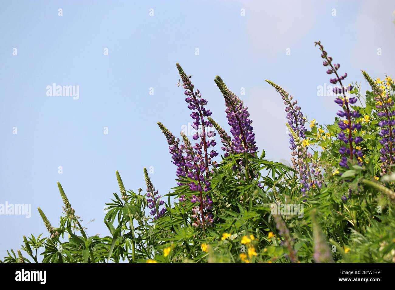 Lila Lupine Blumen blühen auf einer Sommer Bergwiese. Wildblumen in grünem Gras auf blauem Himmel Hintergrund Stockfoto