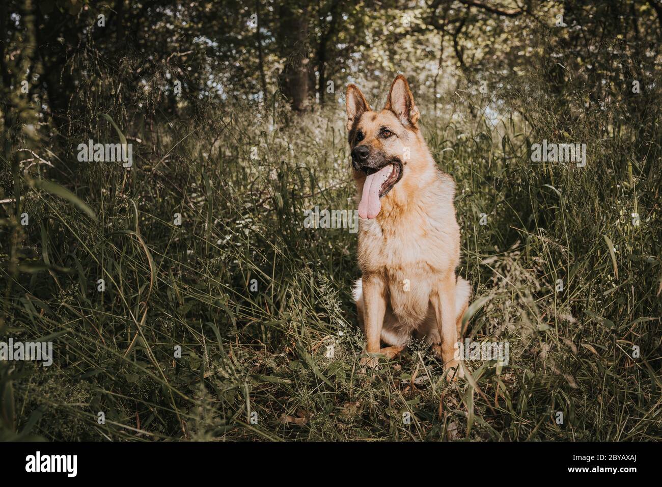 Deutscher Schäferhund im Wald Stockfoto