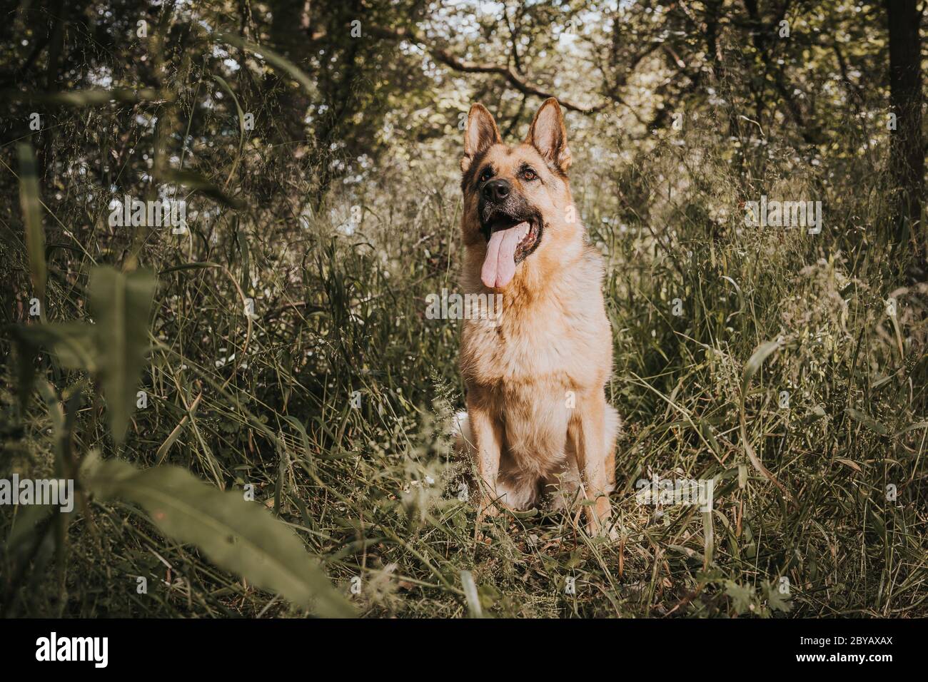 Deutscher Schäferhund im Wald Stockfoto