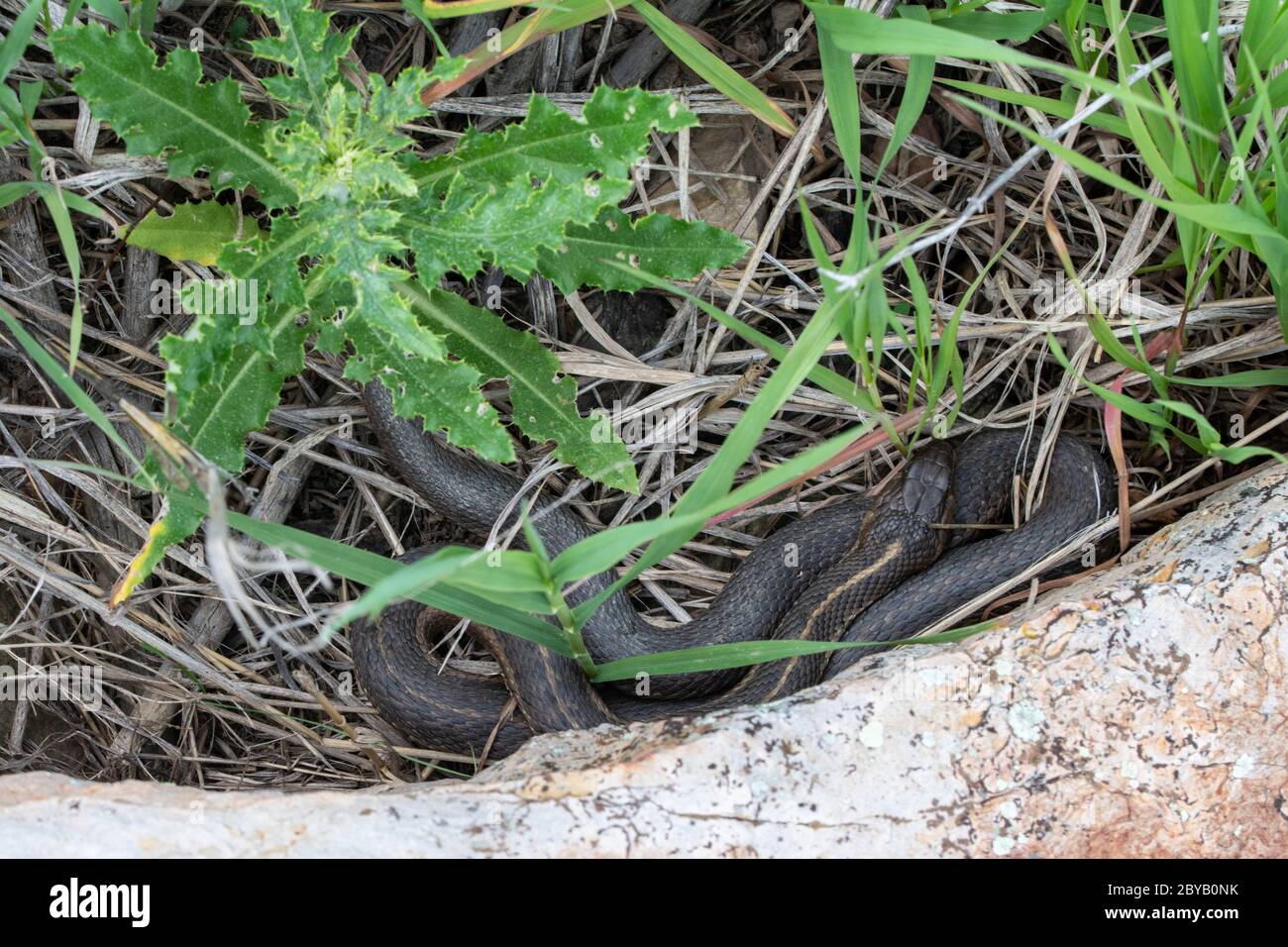 Wandering vagrans Gartersnake (Thamnophis elegans) von Jefferson County, Colorado, USA. Stockfoto