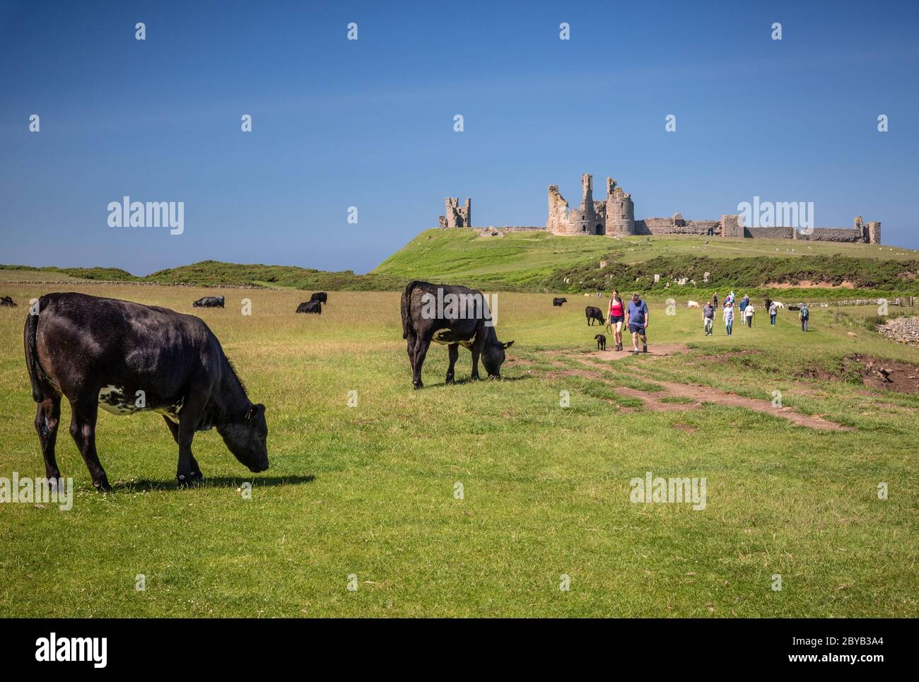 Dunstanburgh Castle aus dem Süden Stockfoto