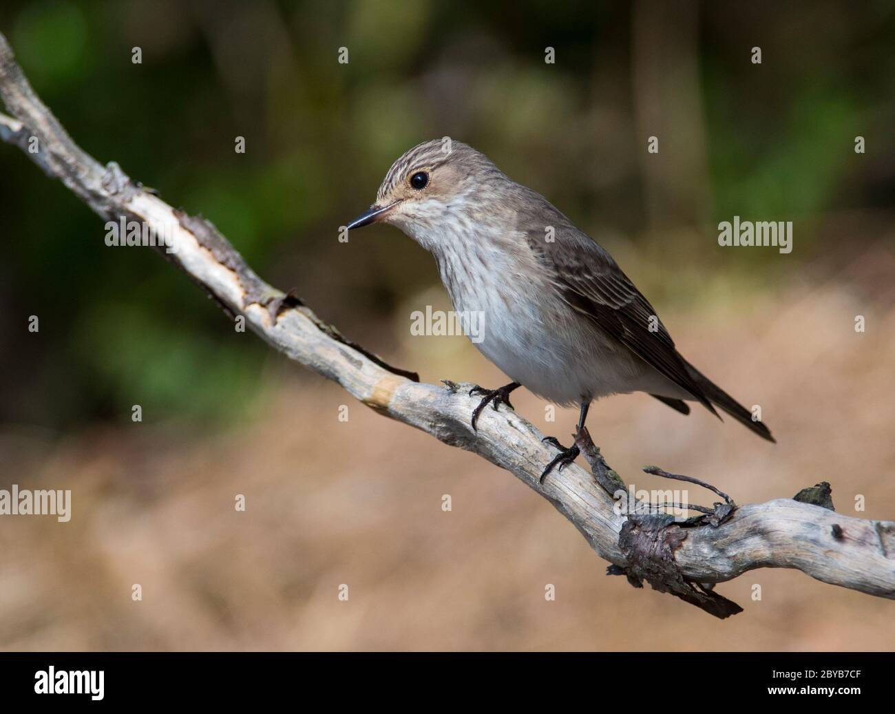 Fleckensänger (Muscicapa striata) saß auf einem Zweig im Peak District Stockfoto