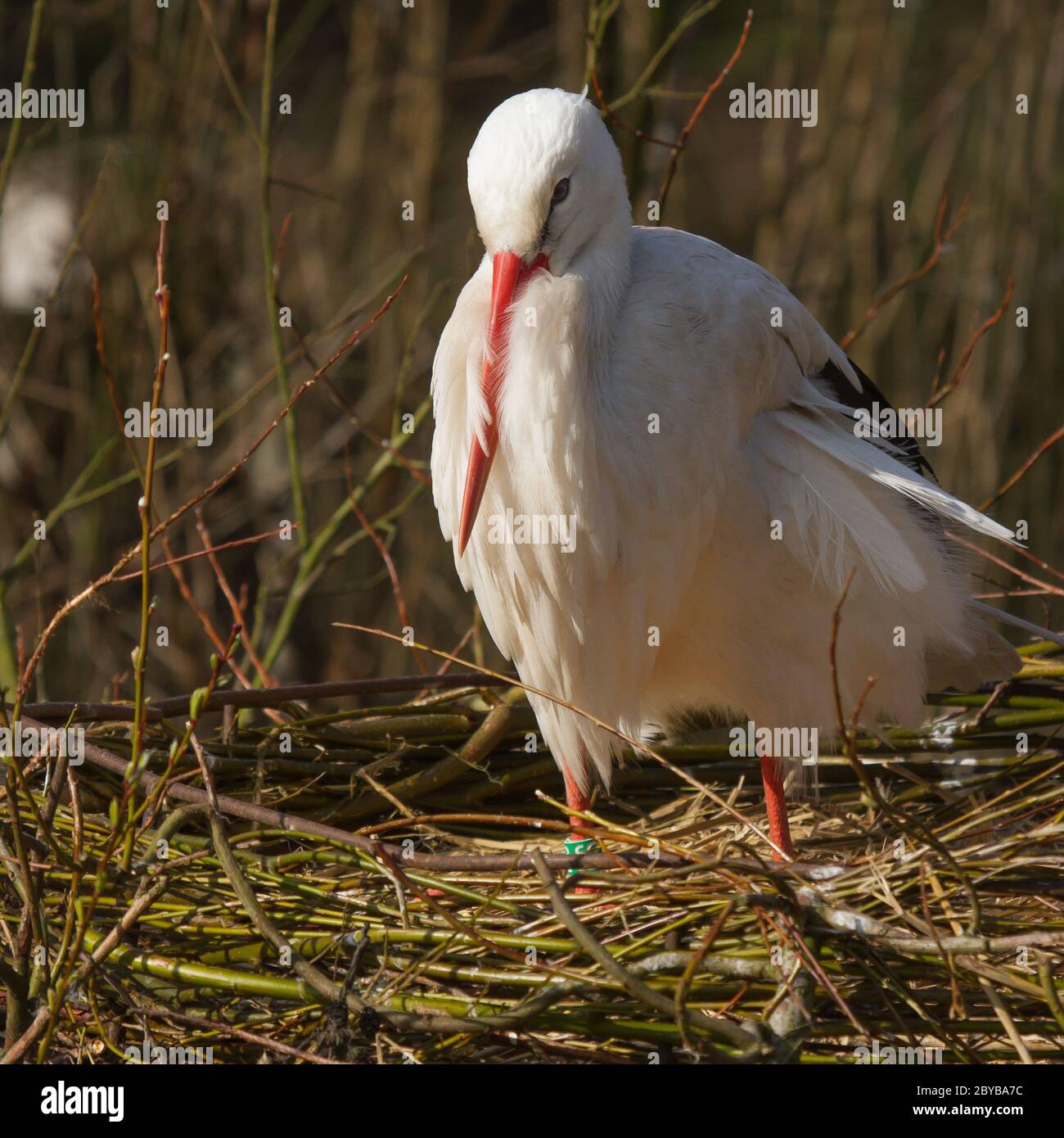 Ein Storch auf einem nest Stockfoto