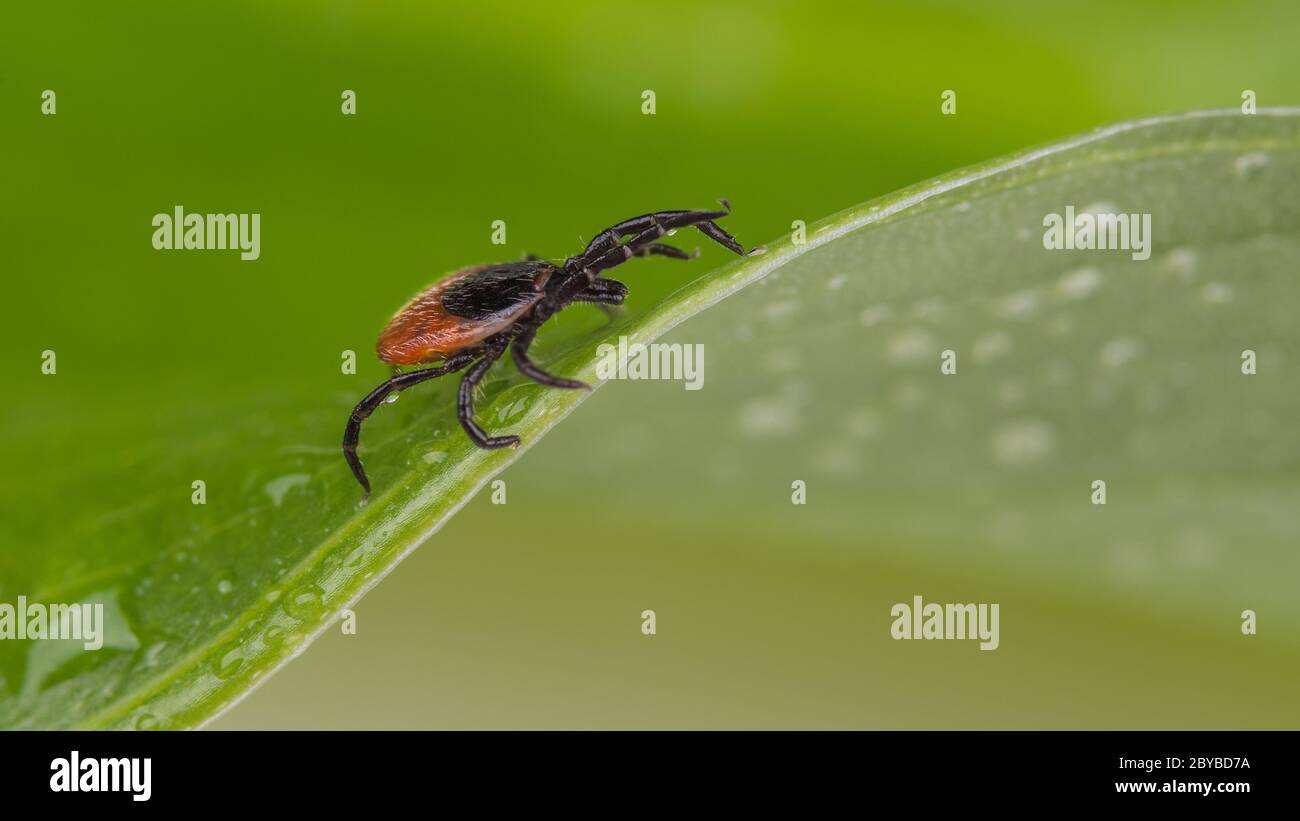 Nasser Hirsch tickt lauern auf grünen Blatt mit Regentropfen. Ixodes ricinus oder scapularis. Bewegung von kleinen Parasiten in Tau Gras Detail. Übertragung von Krankheiten. Stockfoto