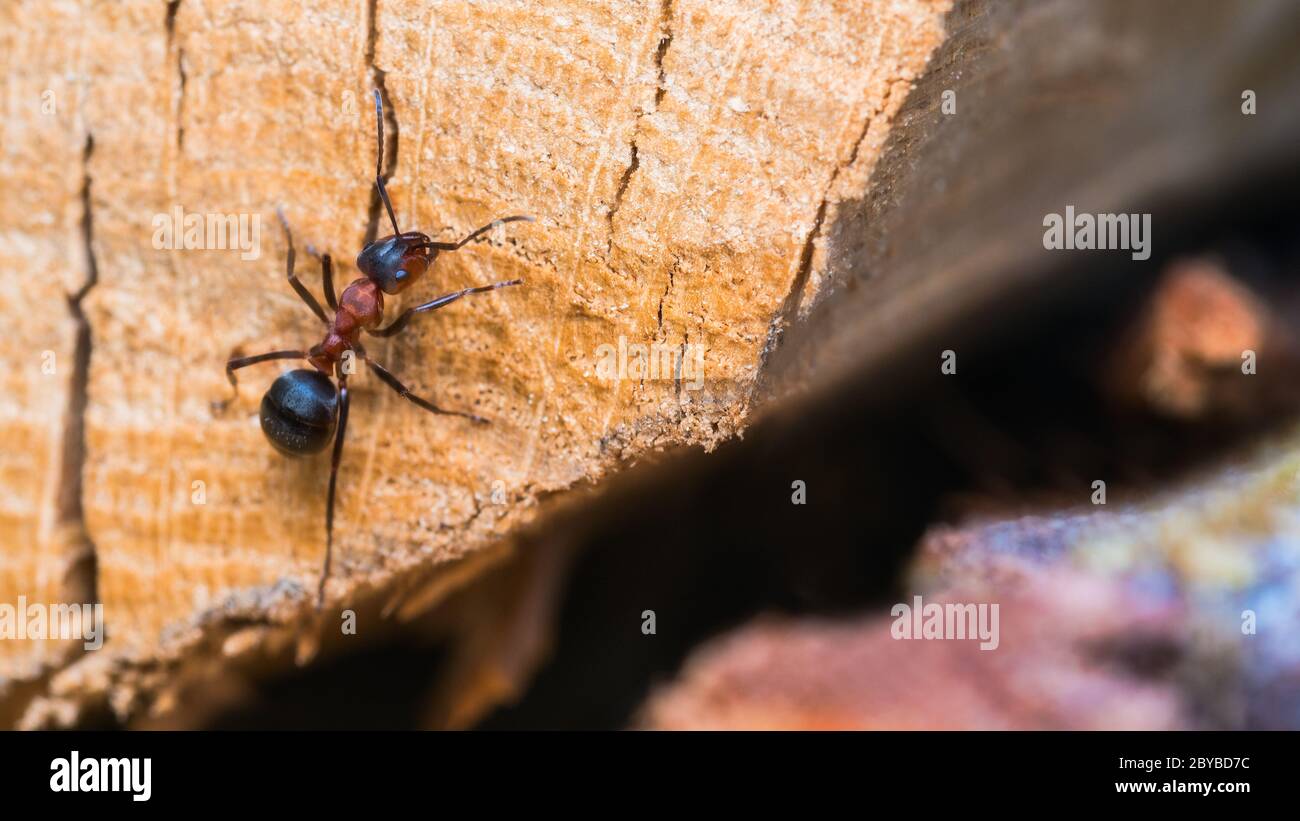 Roter HolzAmeisenarbeiter kriecht auf Holzschnittfläche mit Rissen. Formica rufa. Nahaufnahme von nützlichen sozialen Insekten, die in der Forstwirtschaft als Schädlingsbekämpfung eingesetzt werden. Stockfoto