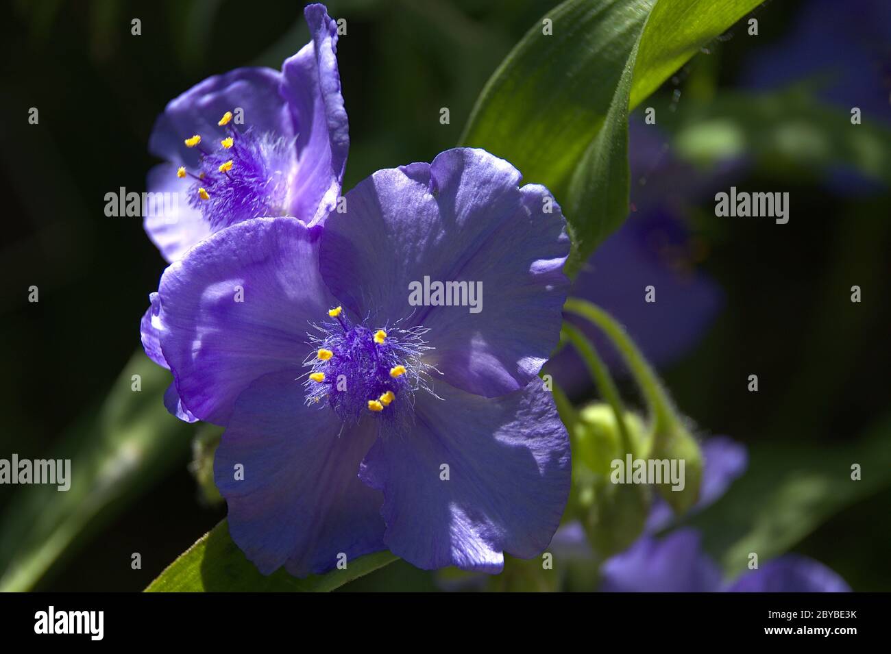 Makro der Spiderwürzeblume mit gelben Anthern Stockfoto