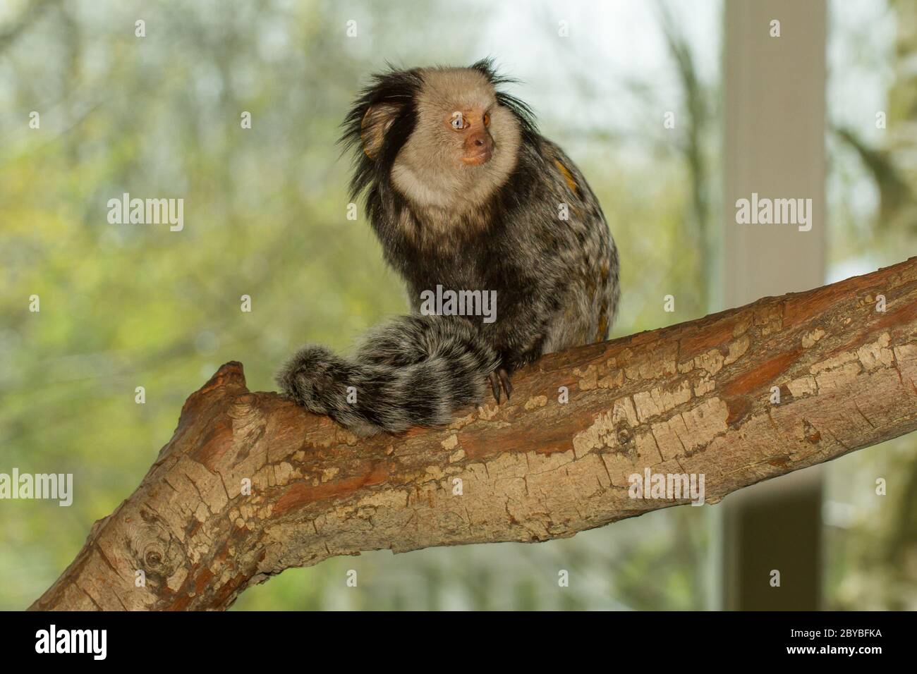 Ein getuftet-Schmuckschildkröte Marmoset Stockfoto