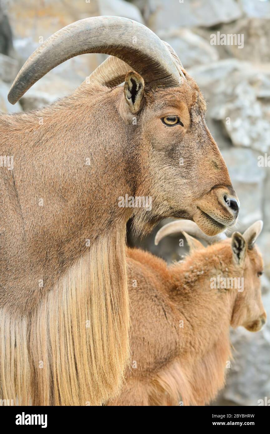 Porträt, Profil von Berberschafe oder Ammotragus lervia, oder arrui oder aoudad, eine Art von caprid heimisch auf felsigen Bergen in Nordafrika, Nahaufnahme V Stockfoto