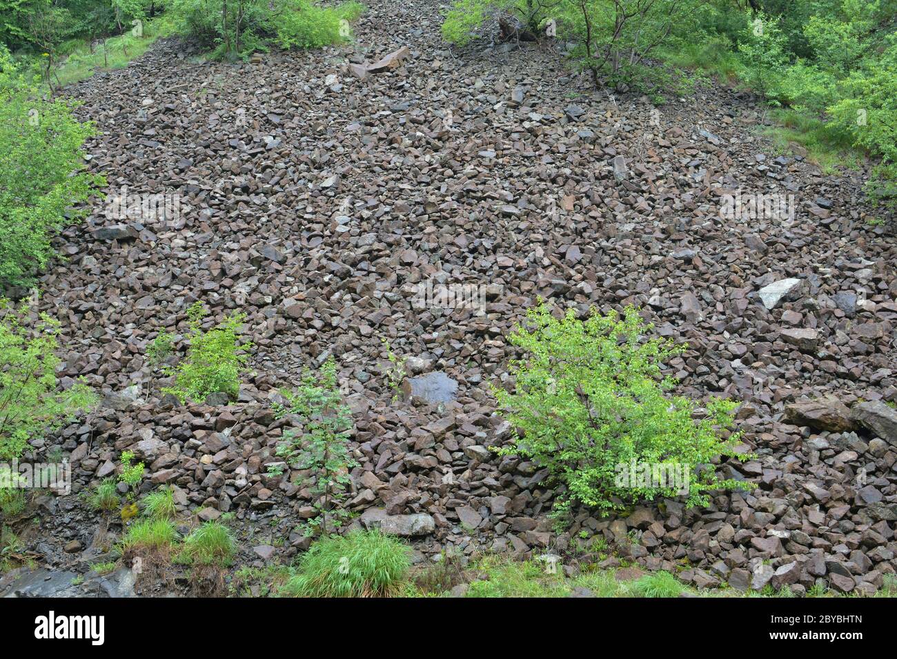 Geologisches Phänomen, Steinerdrutsch als Fluss von Felsen, nass unter Frühlingsregen, mit hellgrünen Frühlingsvegetation am Fuße des felsigen Berges Stockfoto