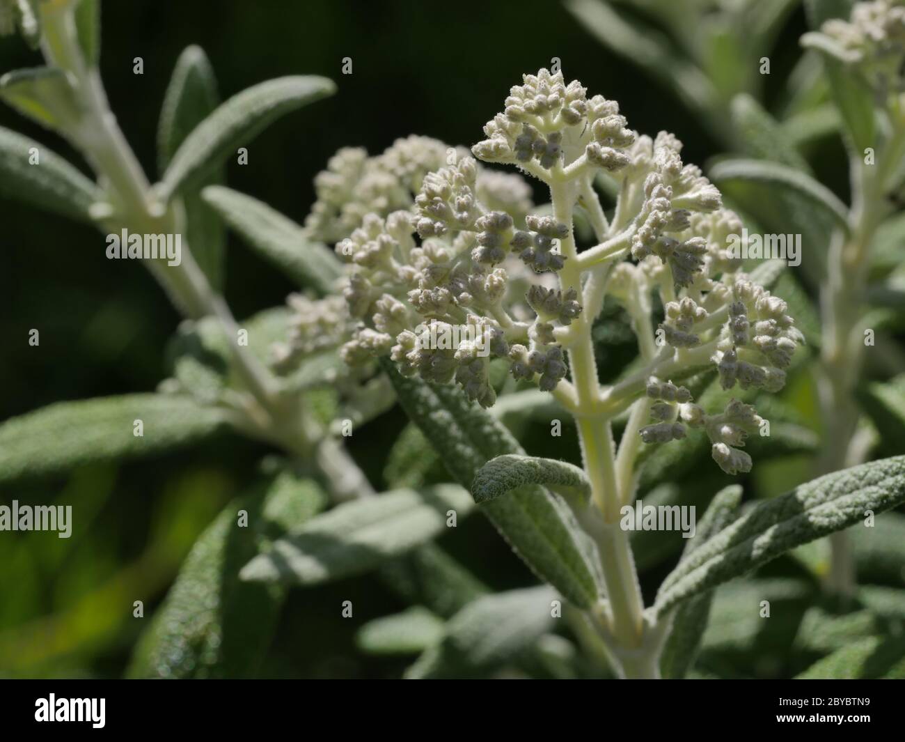 Buddleja 'Silver Anniversary' Blütenknospen aus nächster Nähe Stockfoto