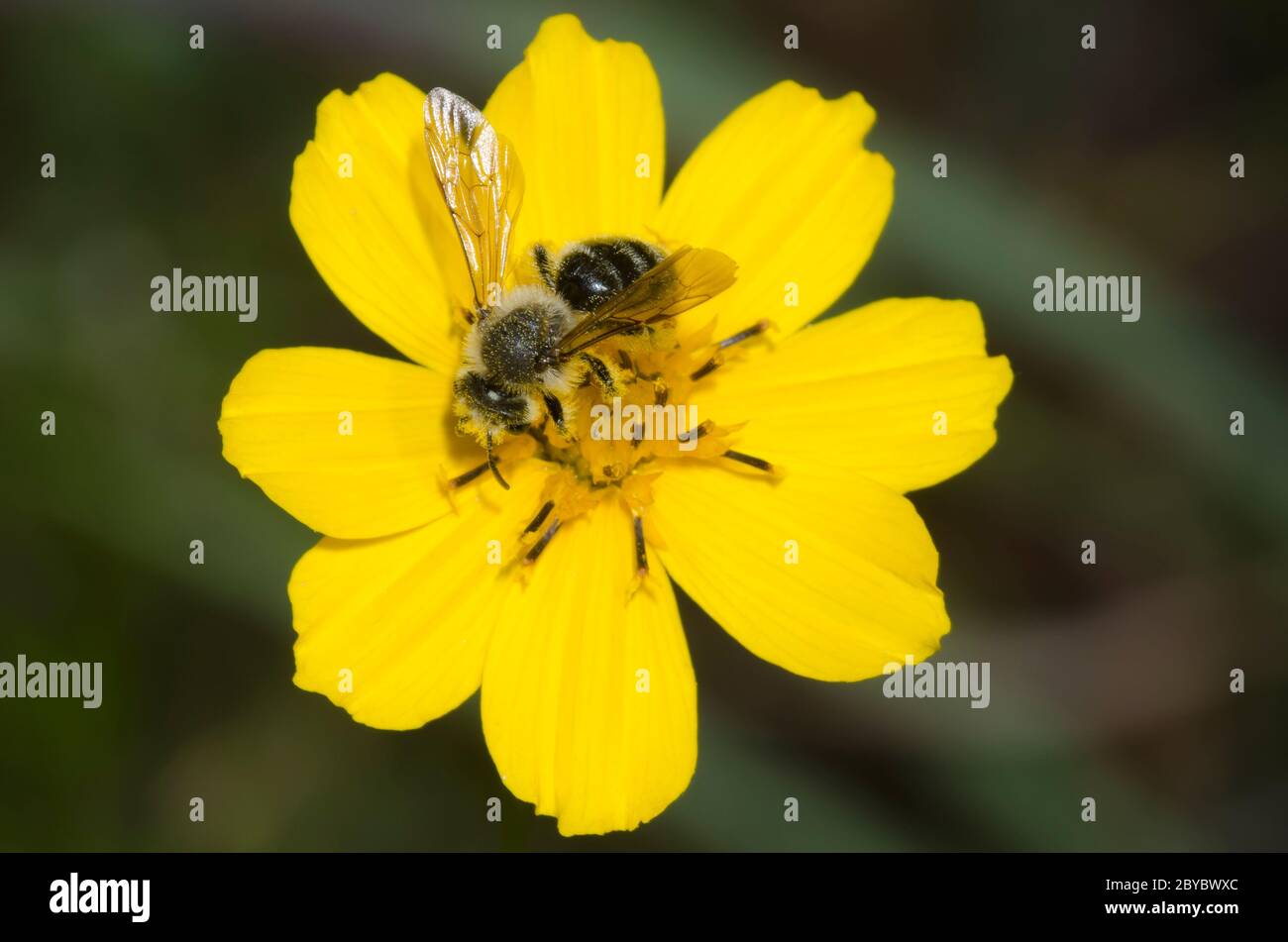 Bergbiene, Andrena sp., Weibchen auf Futtersuche auf steifem Greenthlead, Thelesperma filifolium Stockfoto