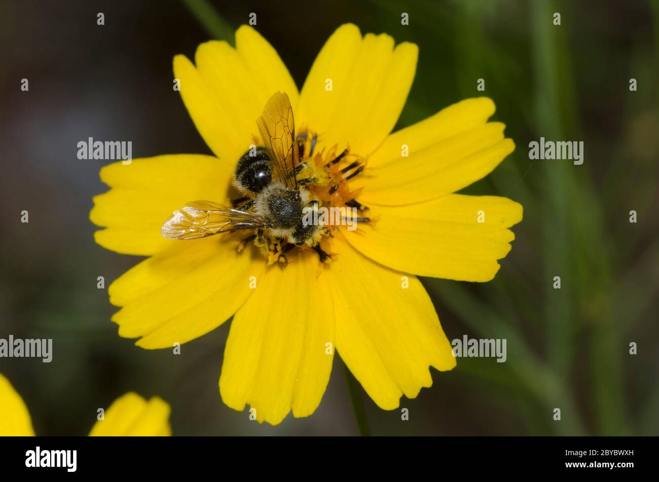Bergbiene, Andrena sp., Weibchen auf Futtersuche auf steifem Greenthlead, Thelesperma filifolium Stockfoto