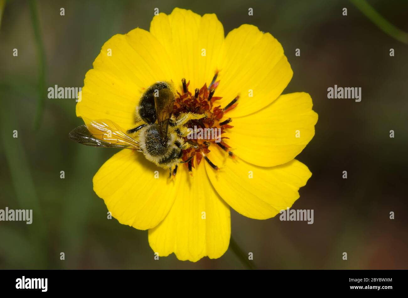 Bergbiene, Andrena sp., Weibchen auf Futtersuche auf steifem Greenthlead, Thelesperma filifolium Stockfoto