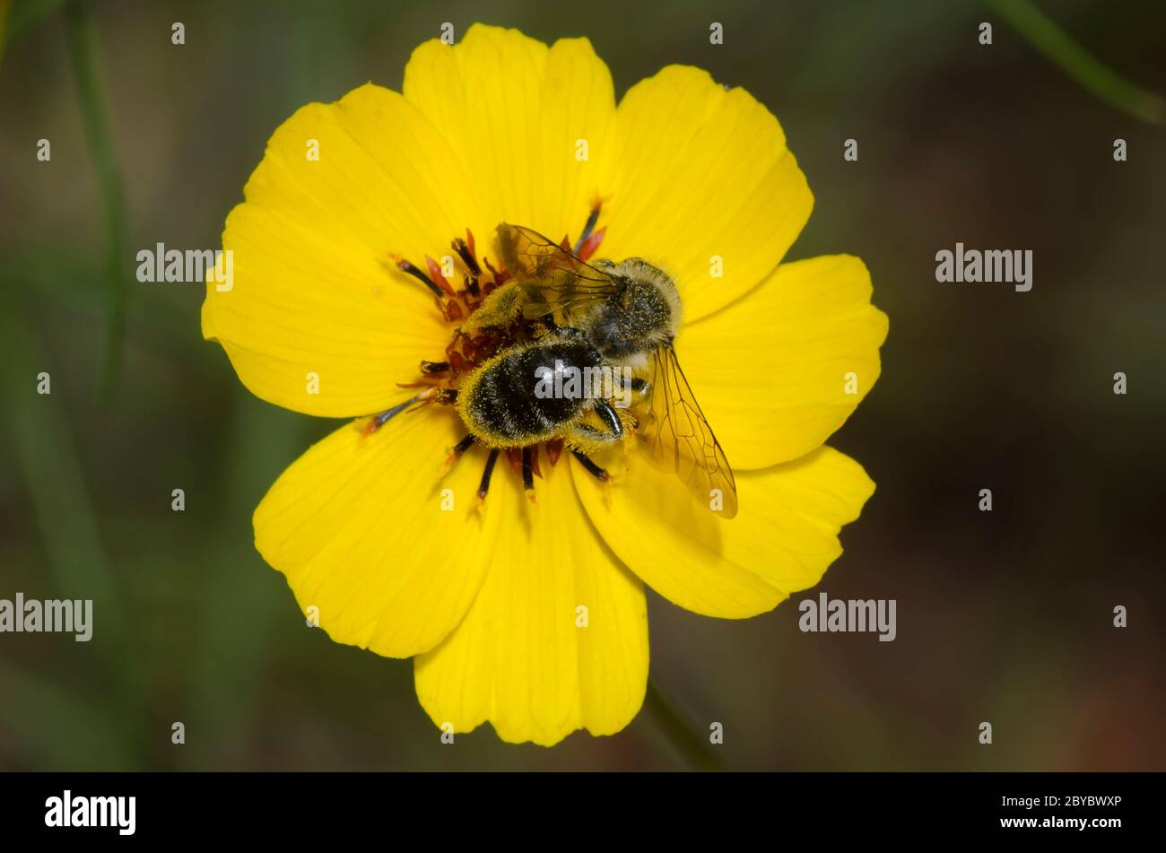 Bergbiene, Andrena sp., Weibchen auf Futtersuche auf steifem Greenthlead, Thelesperma filifolium Stockfoto