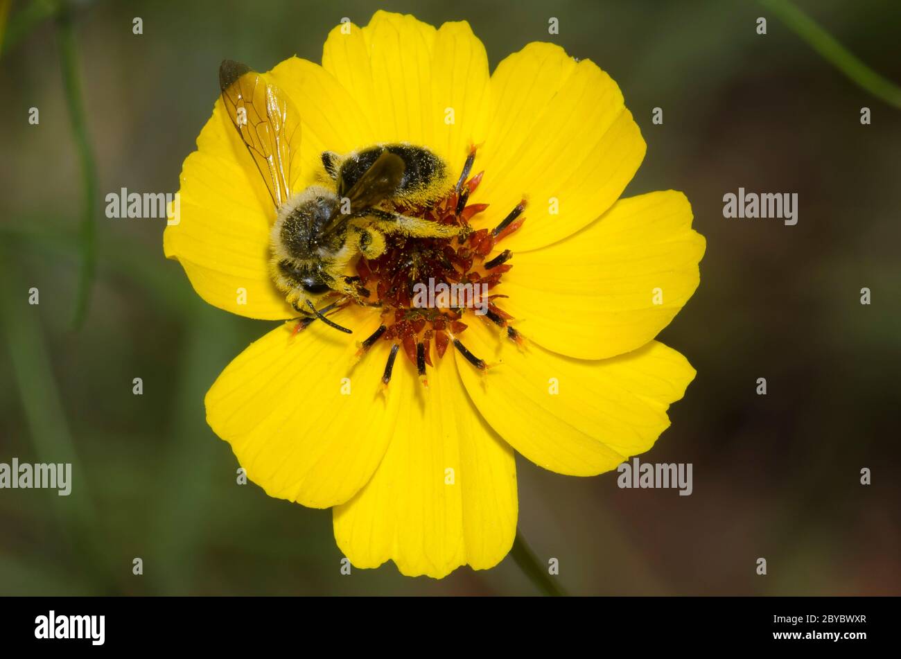 Bergbiene, Andrena sp., Weibchen auf Futtersuche auf steifem Greenthlead, Thelesperma filifolium Stockfoto