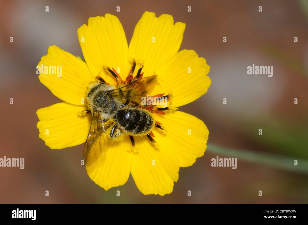 Bergbiene, Andrena sp., Weibchen auf Futtersuche auf steifem Greenthlead, Thelesperma filifolium Stockfoto
