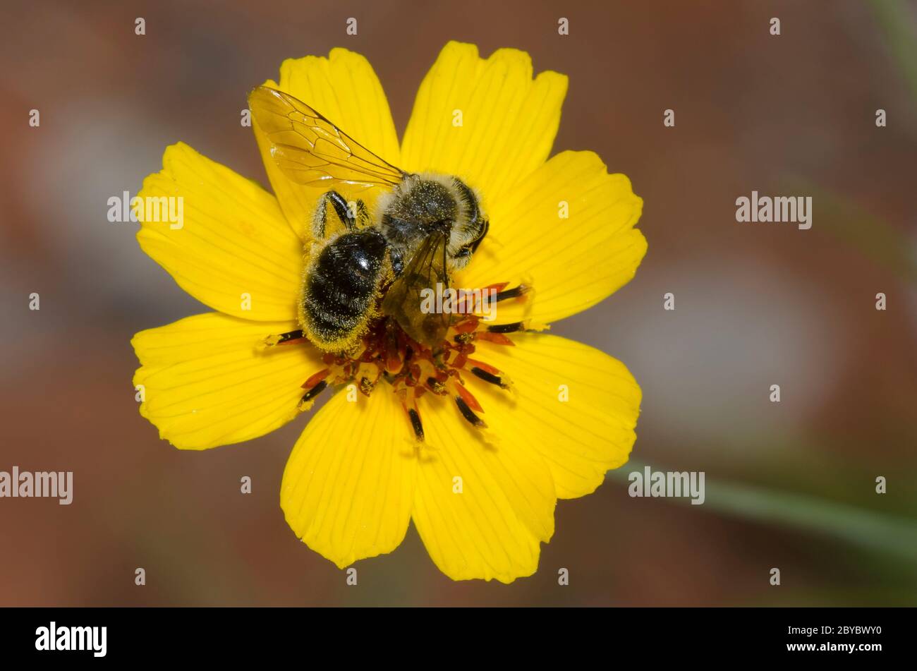 Bergbiene, Andrena sp., Weibchen auf Futtersuche auf steifem Greenthlead, Thelesperma filifolium Stockfoto