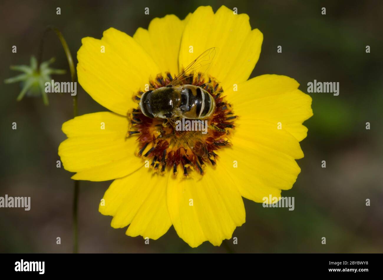 Syrphid Fly, Eristalis-Stipator, männliche Futtersuche auf steifem Greenthrad, Thelesperma filifolium Stockfoto