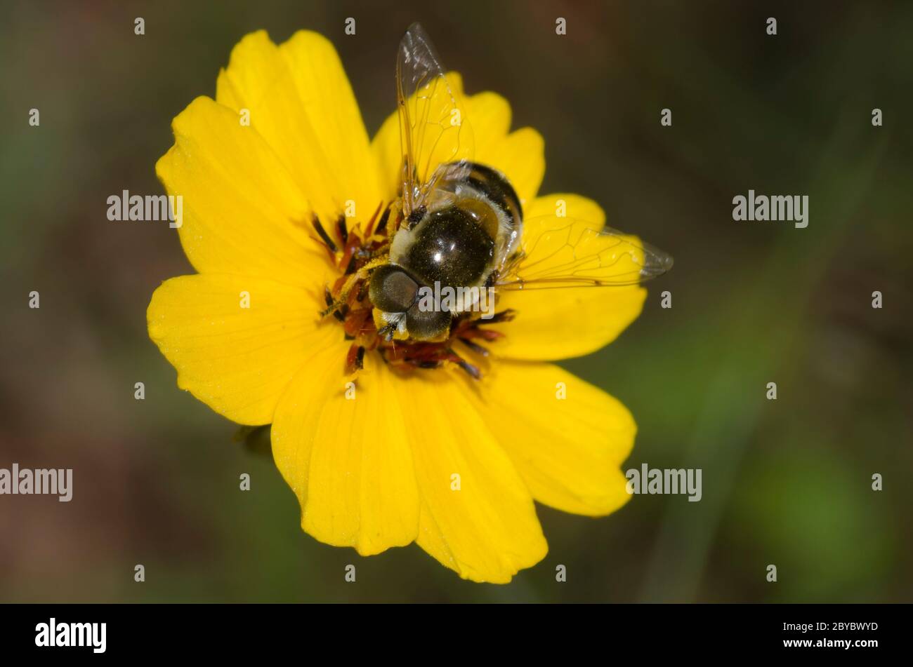 Syrphid Fly, Eristalis-Stipator, männliche Futtersuche auf steifem Greenthrad, Thelesperma filifolium Stockfoto