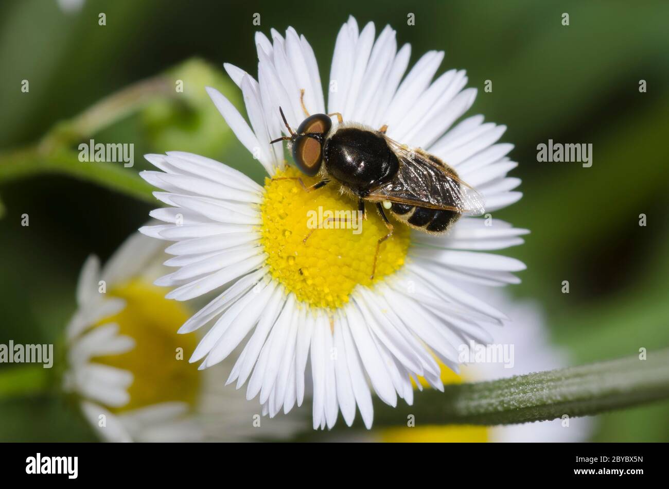 Soldier Fly, Psellidotus sp., Futter auf Flöhaban, Erigeron sp. Stockfoto