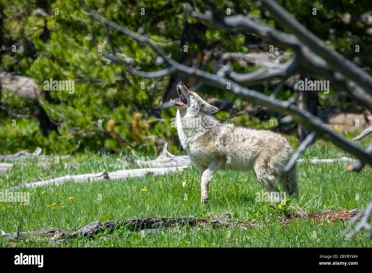 Coyote jellt an anderen Coyotes in der Baumgrenze, Yellowstone National Park, WY Stockfoto