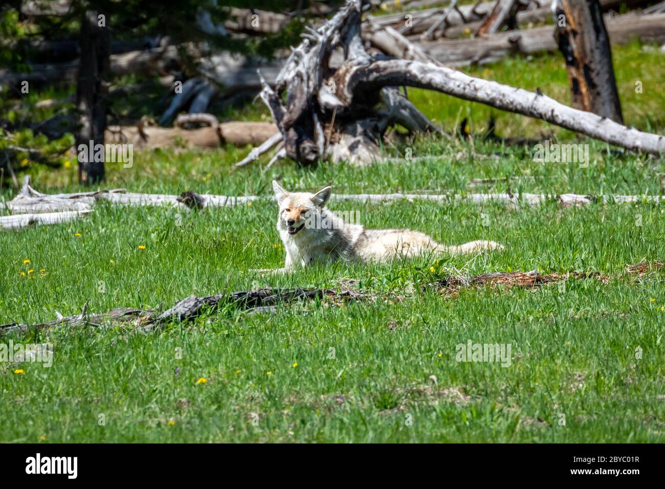 Coyote liegt im grünen Gras neben der Baumgrenze, Yellowstone National Park, WY Stockfoto