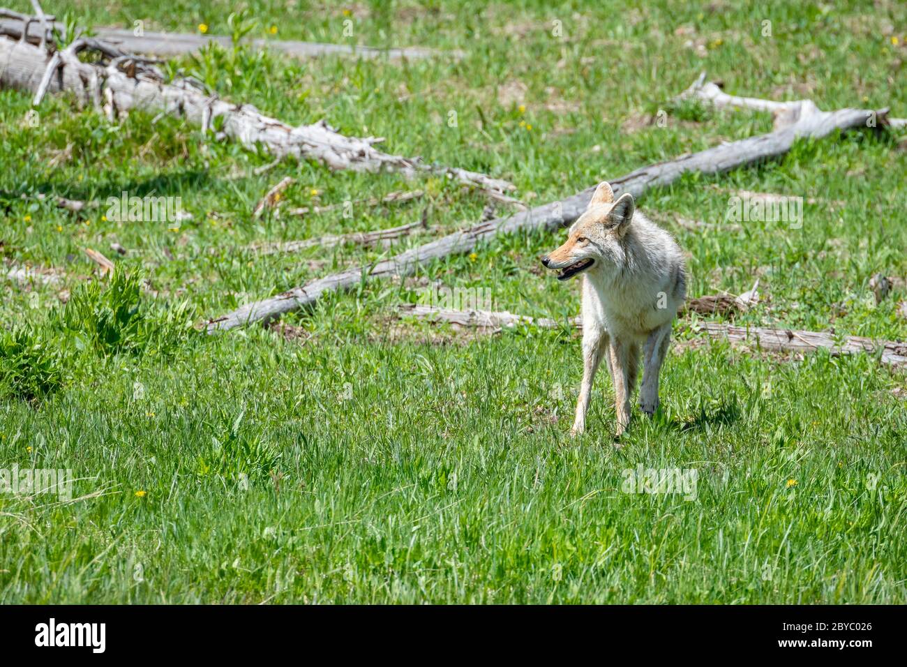 Coyote blickt zurück, Yellowstone National Park, WY Stockfoto