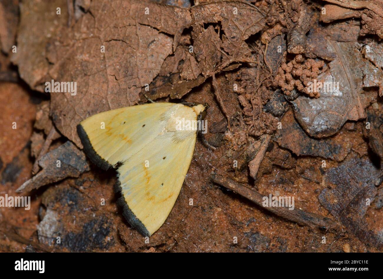 Schwarze Zitronenmuth, Marimatha nigrofimbria Stockfoto