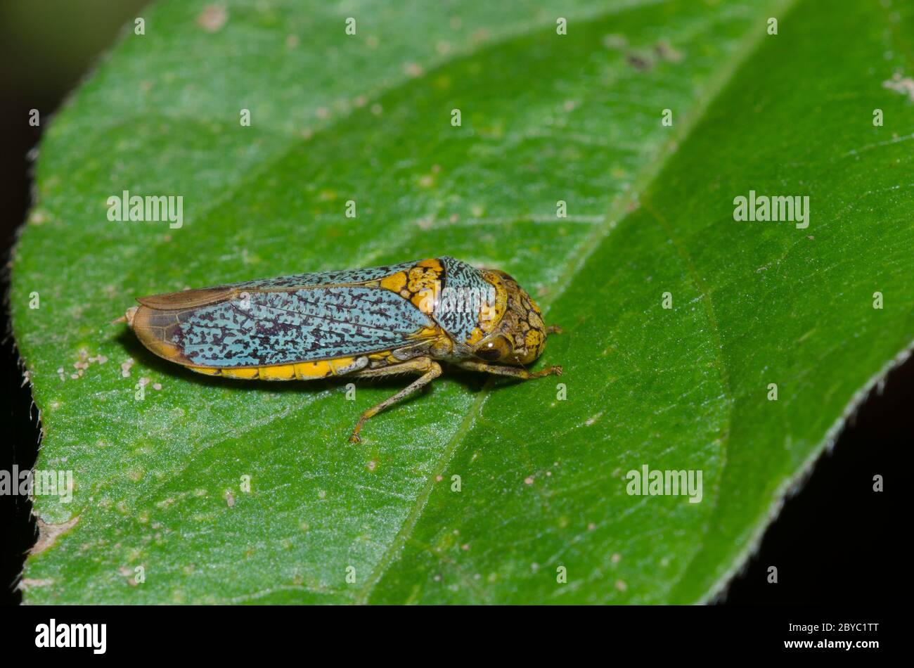 Breitkopf-Scharfschütze, Oncometopia orbona Stockfoto