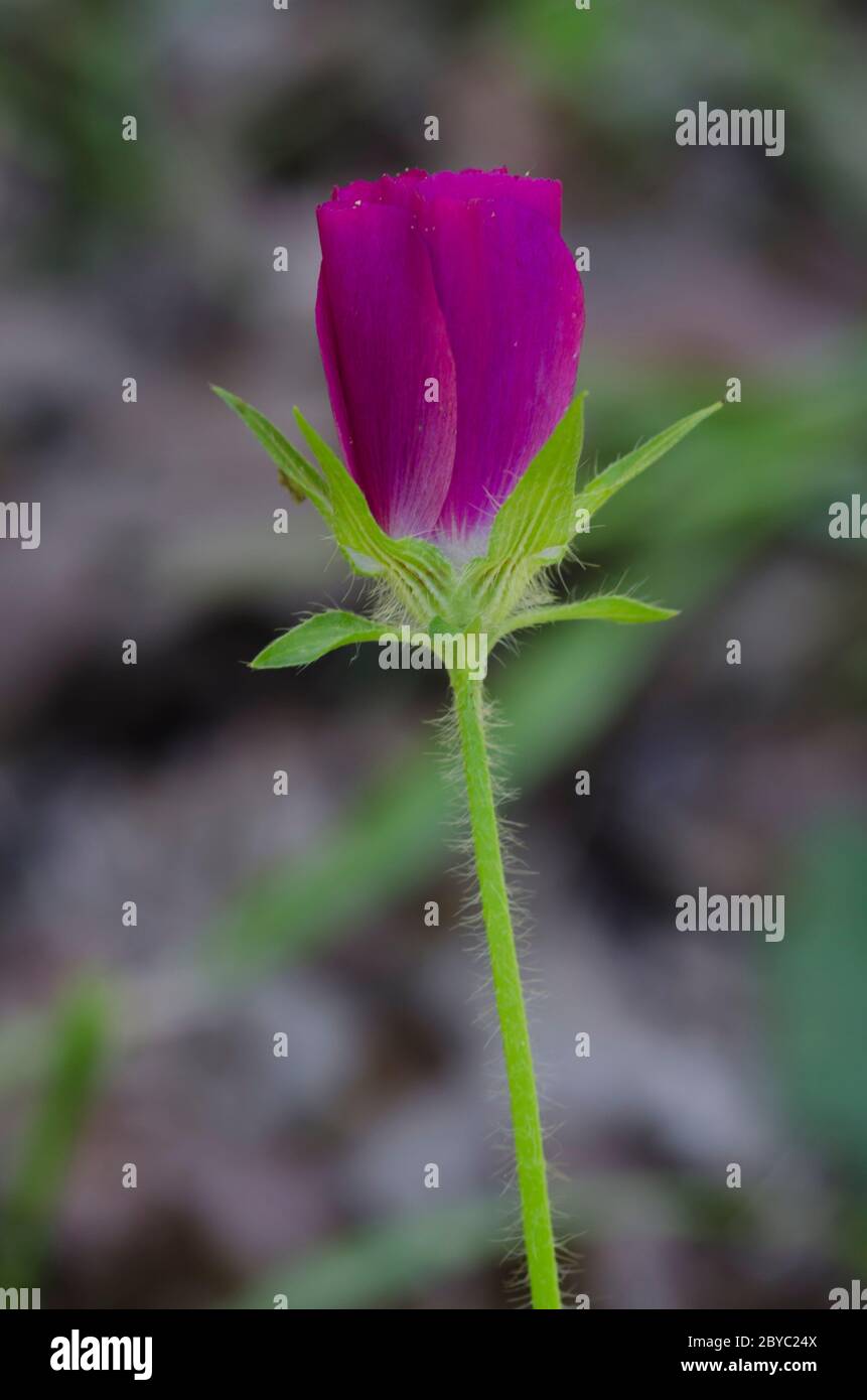 Winecup, Callyrhoe involucrata Stockfoto