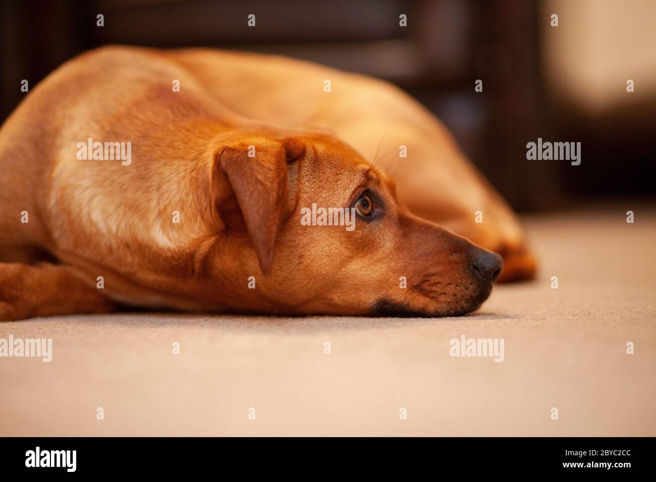 Ein Hund liegt auf einem Wohnzimmerteppich in Großbritannien Stockfoto