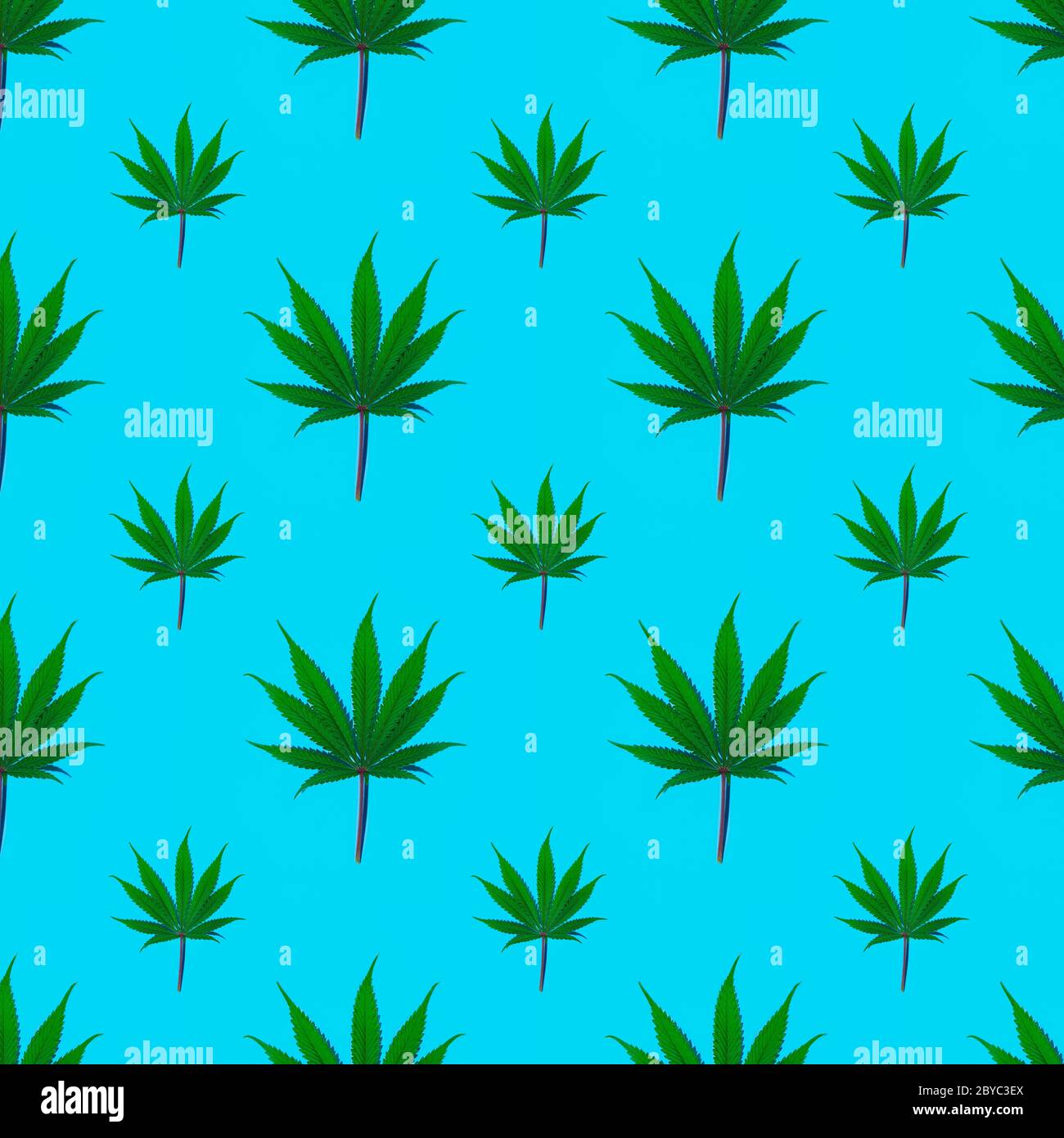 Nahtloses Muster von Cannabis frisches grünes Blatt auf einem einfachen Hintergrund, Stockfoto