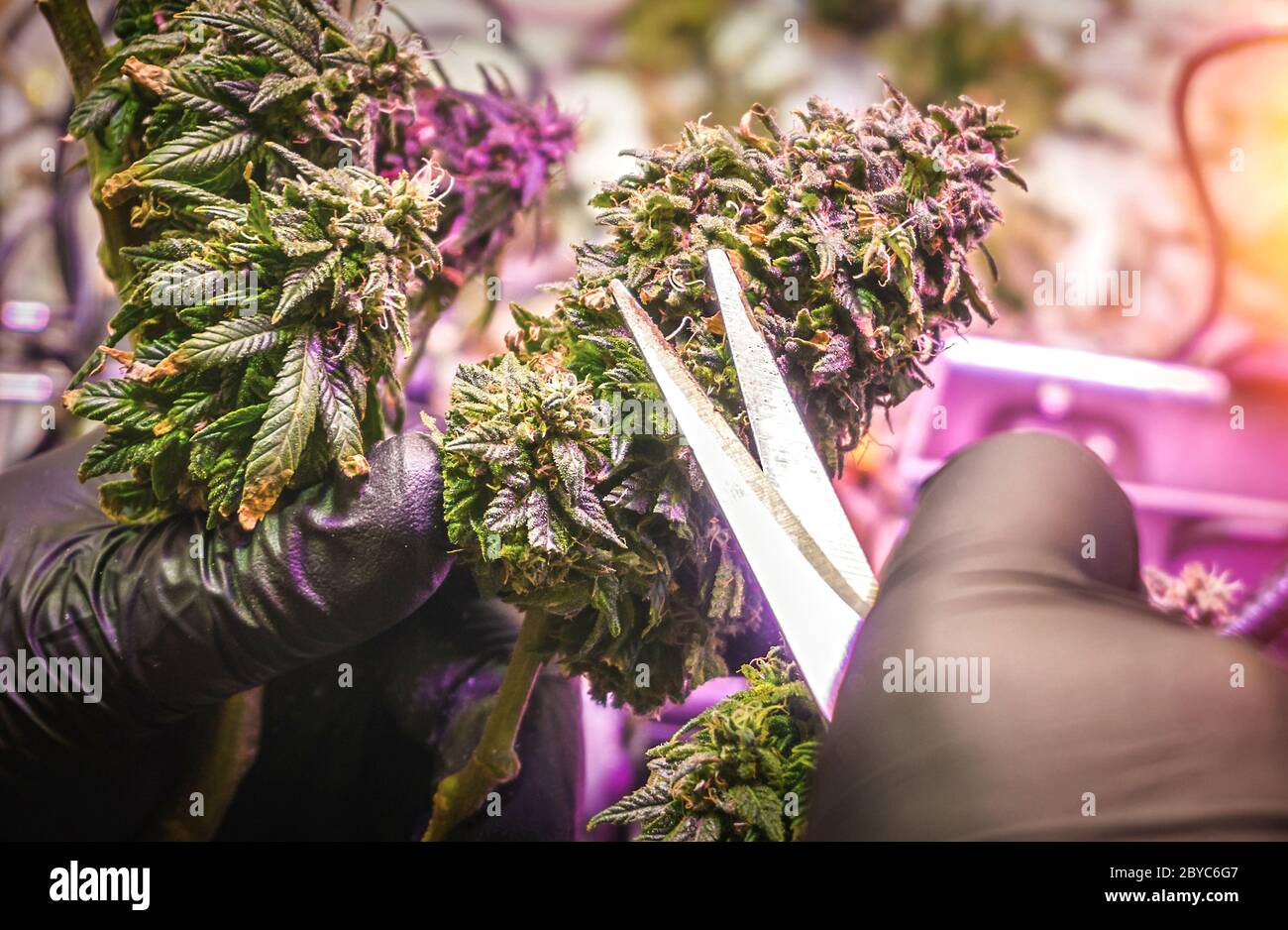 Cannabis Trocknen Stockfotos Und Bilder Kaufen Alamy