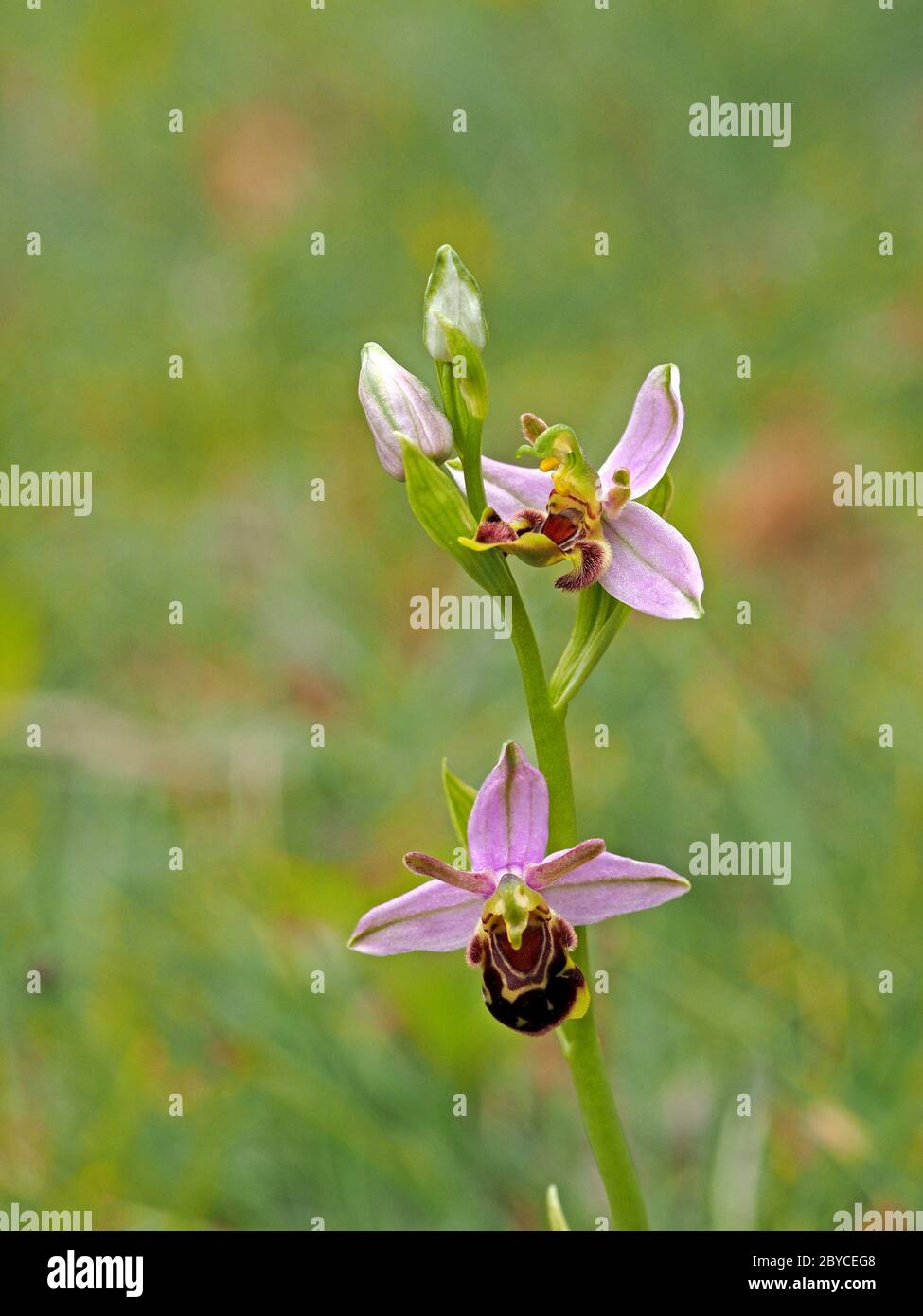 Zwei Blüten der Bienenorchidee (Ophrys apifera) auf Blütenspitze mit Knospe, die wilde Variationen von Muster und Form bei der Kolonie in Lancashire, England, zeigen Stockfoto