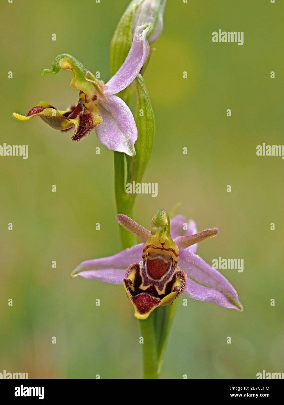 Zwei Blüten von Bee Orchid (Ophrys apifera) mit verschiedenen Mustern und Formen auf Dornen bei kleinen Kolonie mit vielen Variationen in Lancashire, England Stockfoto