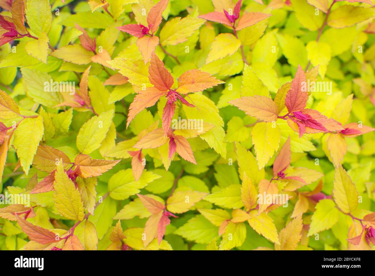 Grüne, rosa und orange Blätter Textur. Vorderansicht der japanischen Spirea Goldflame Firelight Stockfoto