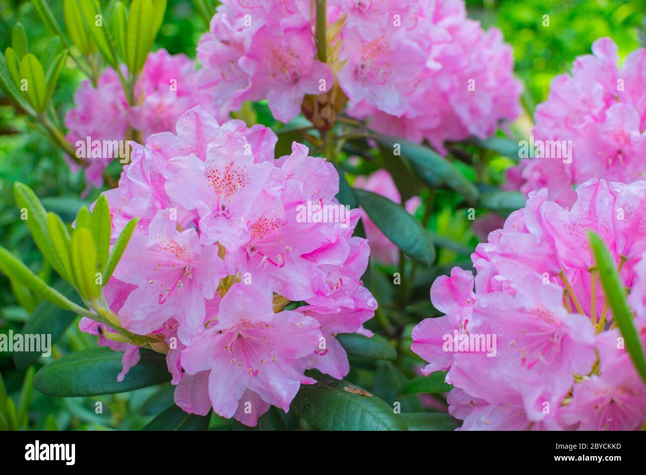 Rosa Rhododendron Blüte Blütenstrauch. Blüht im Frühling und Sommer Stockfoto