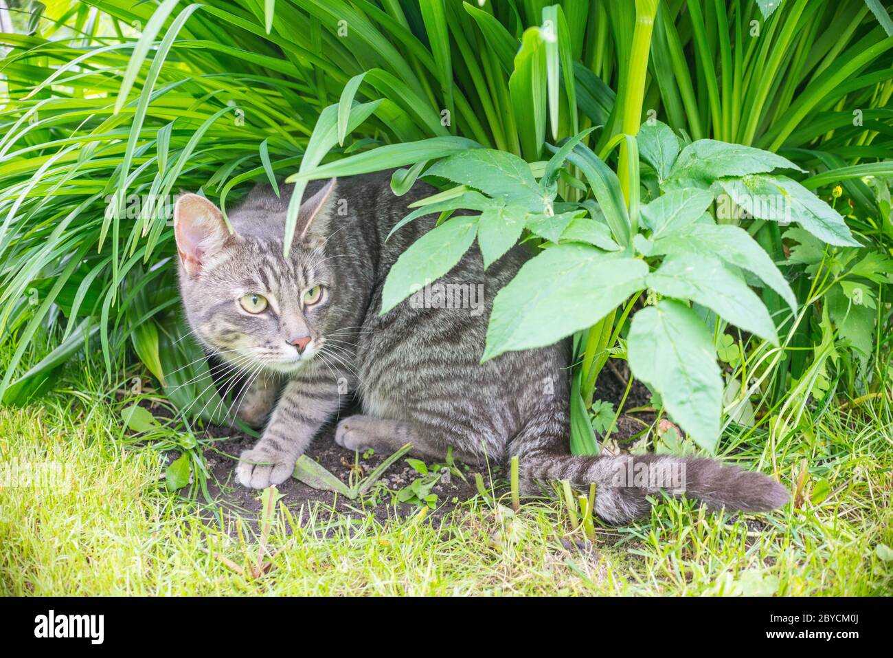 Grau gestreifte tabby Katze im Gras sitzen und sich umsehen. Jagdkatzenporträt Stockfoto