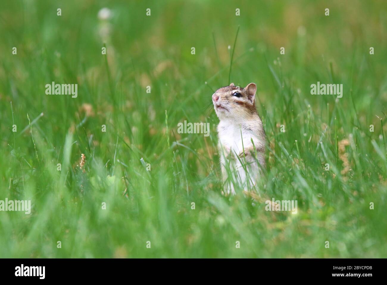 Ein süßer kleiner Ostchipmunk Tamias striatus, der im Sommer im Gras in der Nähe des Baues auf Nahrungssuche geht. Stockfoto