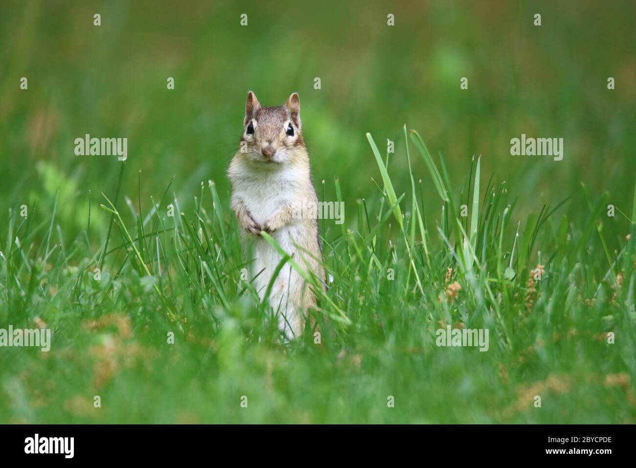 Ein süßer kleiner Ostchipmunk Tamias striatus, der im Sommer im Gras in der Nähe des Baues auf Nahrungssuche geht. Stockfoto