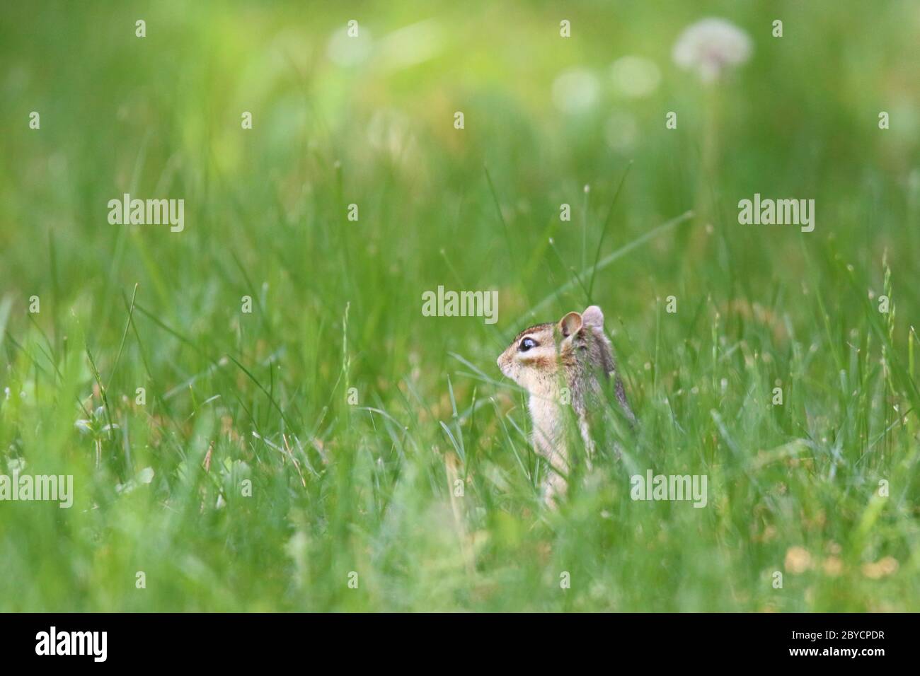 Ein süßer kleiner Ostchipmunk Tamias striatus, der im Sommer im Gras in der Nähe des Baues auf Nahrungssuche geht. Stockfoto