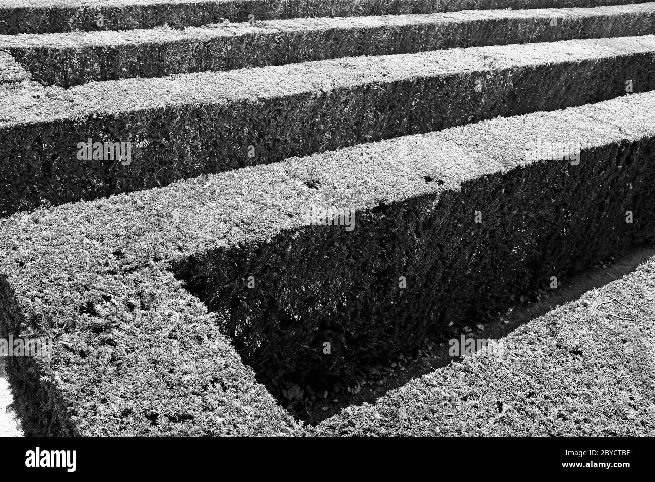 Ein Heckenlabyrinth, auch bekannt als Heckenlabrynth im Freien, mit Schatten in Schwarz und Weiß. Stockfoto