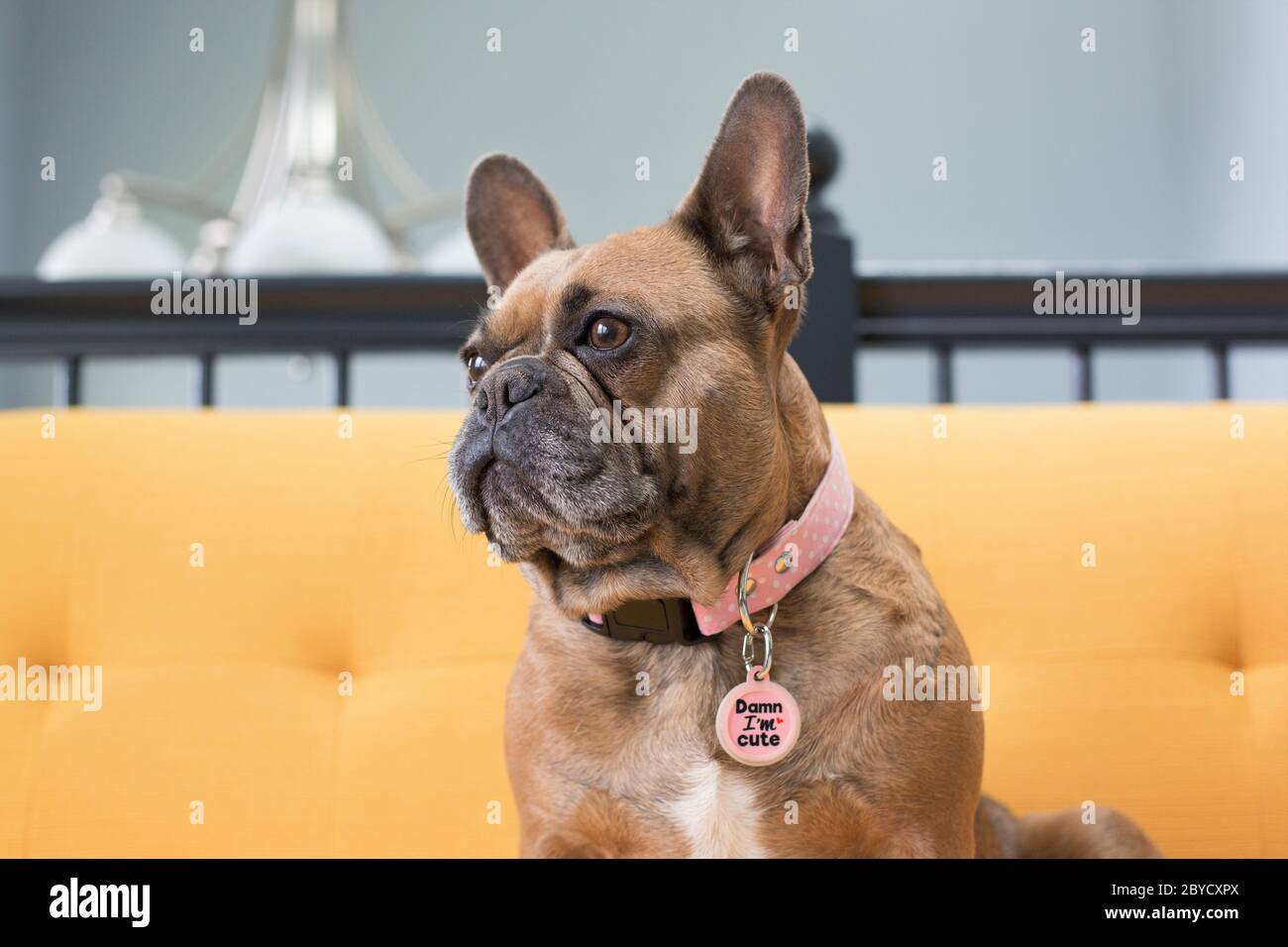 Eine französische Bulldogge, die einen Kragen und ein Etikett trägt, das "Damn I'm Cute" liest. Stockfoto