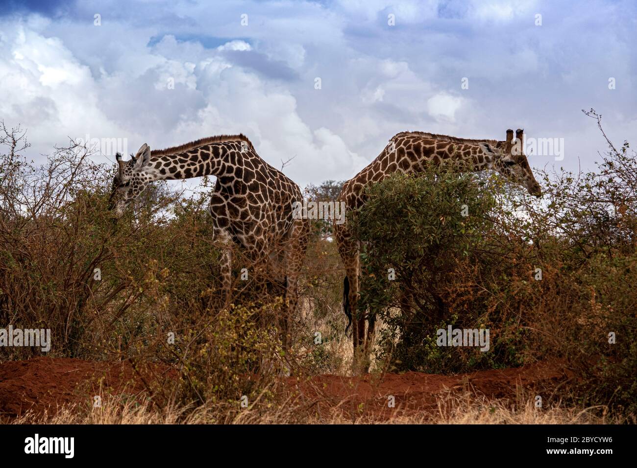 Zwei Giraffen essen in Masai Mara in Kenia Stockfoto