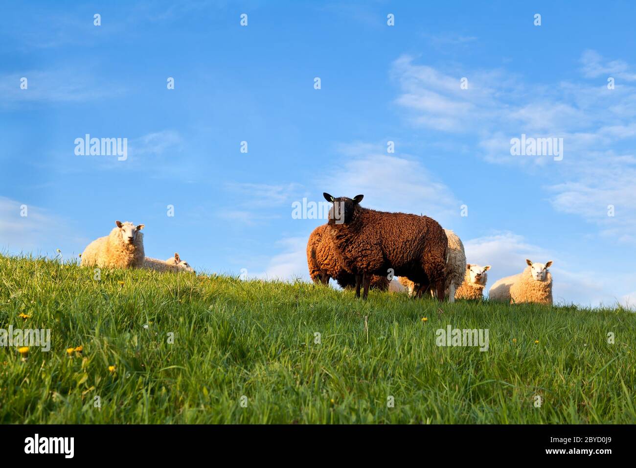 Weiße und braune Schafe auf Weide über blauem Himmel Stockfoto