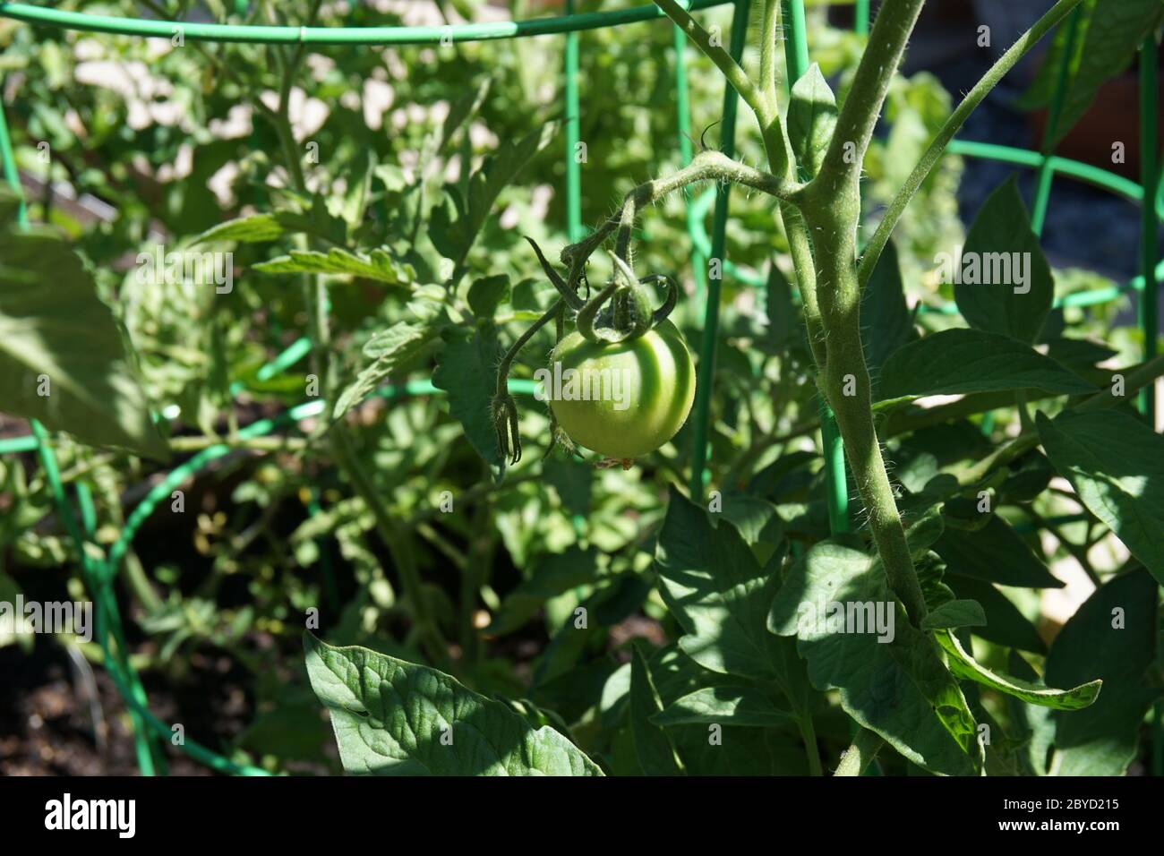 Grüne Tomaten in einem COVID Garten Stockfoto