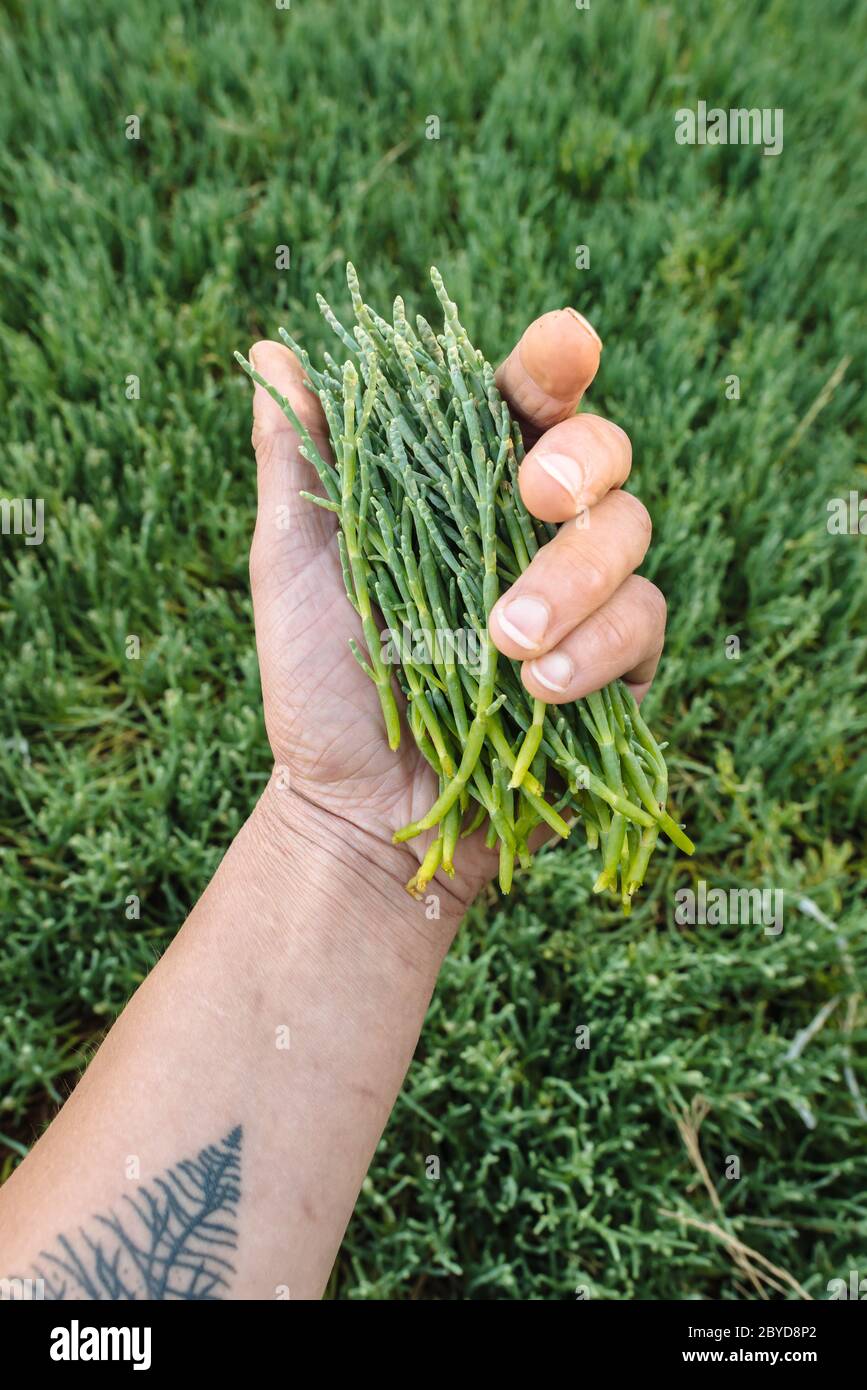 Eine Handvoll Pickleweed (auch bekannt als Seegspargel), geerntet in Haida Gwaii, British Columbia Stockfoto