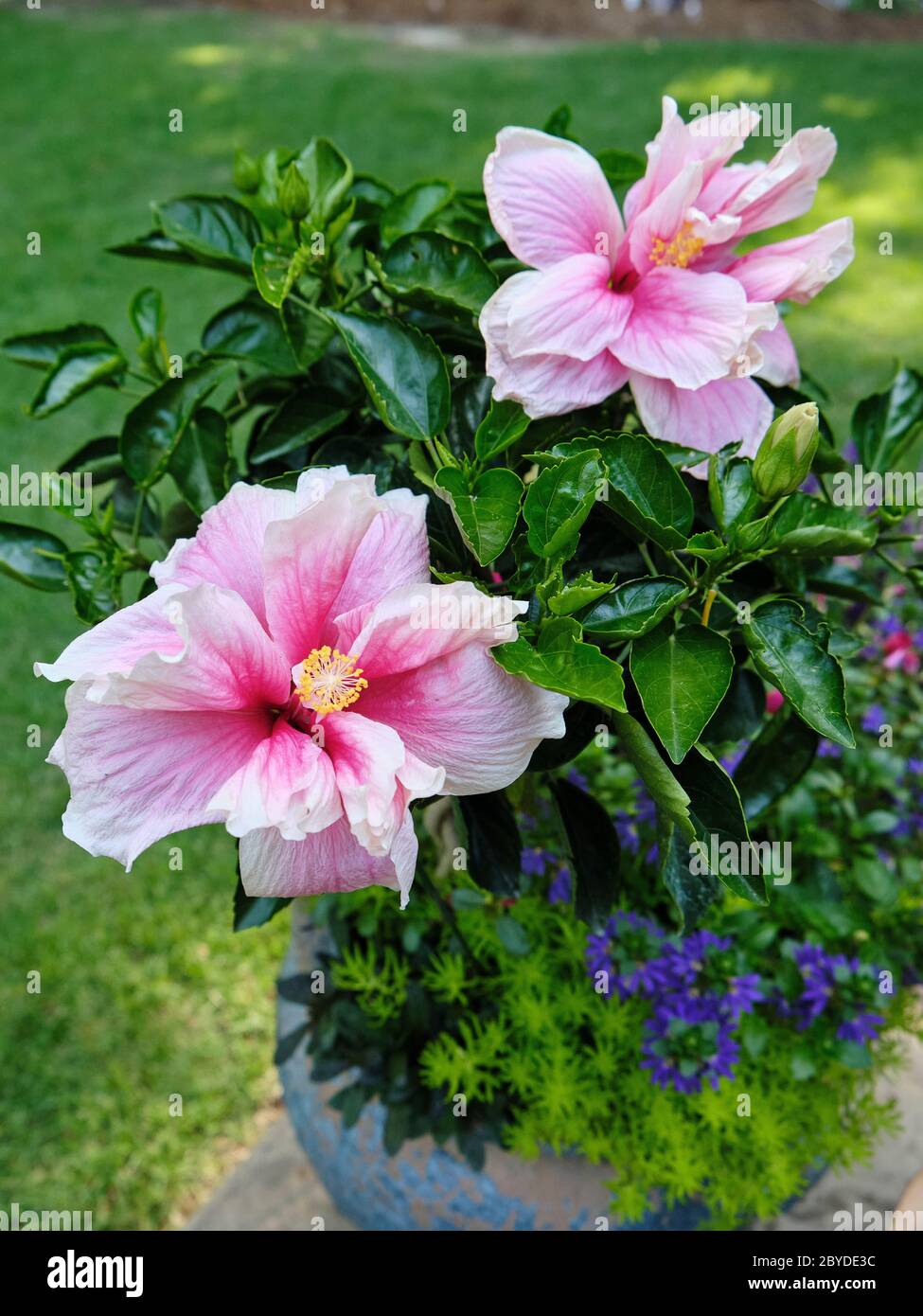 Rosafarbener tropischer Hibiskusbaum mit zwei großen Hibiskusblüten in voller Blüte. Stockfoto